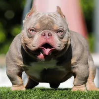 LOKI, a male American Bully for sale in Seattle, WA – Photo 4 of 5