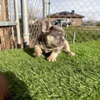 Rocky, a male French Bulldog for sale in Seattle, WA – Photo 7 of 10