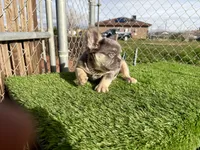 Rocky, a male French Bulldog for sale in Las Vegas, NV – Photo 7 of 10