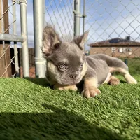 Rocky, a male French Bulldog for sale in Seattle, WA – Photo 5 of 10