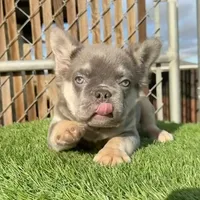 Rocky, a male French Bulldog for sale in Seattle, WA – Photo 2 of 10