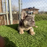 Rocky, a male French Bulldog for sale in Seattle, WA – Photo 3 of 10