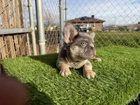 Rocky, a male French Bulldog for sale in Las Vegas, NV – Photo 3 of 10