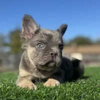 Rocky, a male French Bulldog for sale in Seattle, WA – Photo 4 of 10