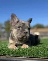 Rocky, a male French Bulldog for sale in Las Vegas, NV – Photo 4 of 10