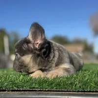 Rocky, a male French Bulldog for sale in Seattle, WA – Photo 8 of 10