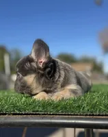 Rocky, a male French Bulldog for sale in Las Vegas, NV – Photo 8 of 10