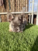 Rocky, a male French Bulldog for sale in Las Vegas, NV – Photo 6 of 10