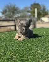 Rocky, a male French Bulldog for sale in Las Vegas, NV – Photo 9 of 10