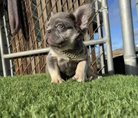 Rocky, a male French Bulldog for sale in Las Vegas, NV – Photo 1 of 10