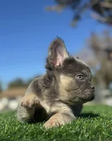 Rocky, a male French Bulldog for sale in Las Vegas, NV – Photo 10 of 10