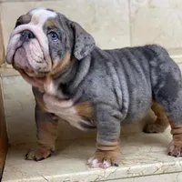 BELLA, a female English Bulldog for sale in Seattle, WA – Photo 1 of 2