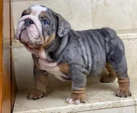 BELLA, a female English Bulldog for sale in Las Vegas, NV – Photo 1 of 2