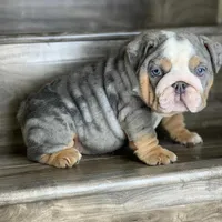 BELLA, a female English Bulldog for sale in Seattle, WA – Photo 2 of 2