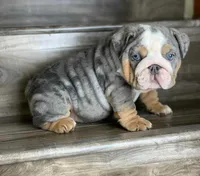 BELLA, a female English Bulldog for sale in Las Vegas, NV – Photo 2 of 2