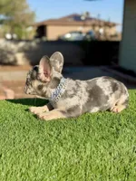 Naruto, a male French Bulldog for sale in Las Vegas, NV – Photo 4 of 9