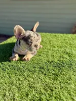 Naruto, a male French Bulldog for sale in Las Vegas, NV – Photo 9 of 9