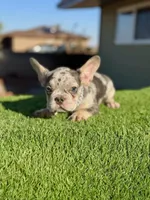 Naruto, a male French Bulldog for sale in Las Vegas, NV – Photo 8 of 9