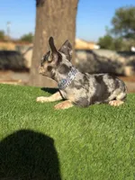 Naruto, a male French Bulldog for sale in Las Vegas, NV – Photo 7 of 9