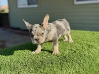 Naruto, a male French Bulldog for sale in Las Vegas, NV – Photo 5 of 9