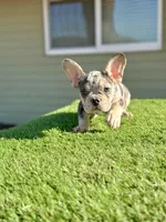 Naruto, a male French Bulldog for sale in Las Vegas, NV – Photo 6 of 9