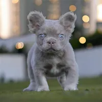 Kobe, a male French Bulldog for sale in Seattle, WA – Photo 1 of 2