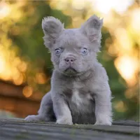 Kobe, a male French Bulldog for sale in Las Vegas, NV – Photo 2 of 2