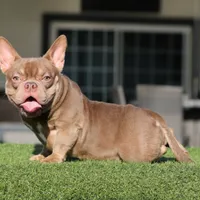 Bella, a female American Bully for sale in Seattle, WA – Photo 5 of 5