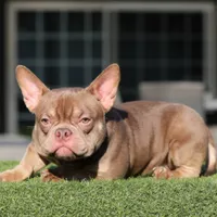 Bella, a female American Bully for sale in Seattle, WA – Photo 4 of 5