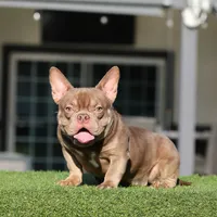 Bella, a female American Bully for sale in Seattle, WA – Photo 1 of 5