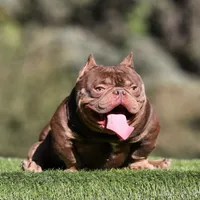 Bella, a female American Bully for sale in Seattle, WA – Photo 3 of 5