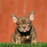 Bella, a female American Bully for sale in Seattle, WA – Photo 2 of 5