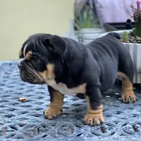 NICKI, a female English Bulldog for sale in Seattle, WA – Photo 1 of 2