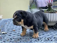 NICKI, a female English Bulldog for sale in Las Vegas, NV – Photo 1 of 2