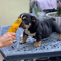 NICKI, a female English Bulldog for sale in Seattle, WA – Photo 2 of 2