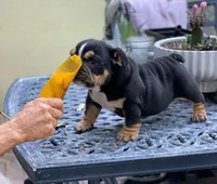 NICKI, a female English Bulldog for sale in Las Vegas, NV – Photo 2 of 2