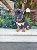 Uzi, a male English Bulldog for sale in Las Vegas, NV – Photo 9 of 10