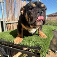 Uzi, a male English Bulldog for sale in Seattle, WA – Photo 2 of 10