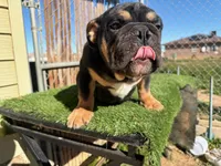 Uzi, a male English Bulldog for sale in Las Vegas, NV – Photo 2 of 10