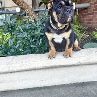 Uzi, a male English Bulldog for sale in Seattle, WA – Photo 8 of 10