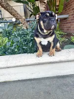 Uzi, a male English Bulldog for sale in Las Vegas, NV – Photo 8 of 10