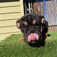 Uzi, a male English Bulldog for sale in Seattle, WA – Photo 4 of 10