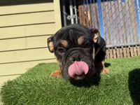 Uzi, a male English Bulldog for sale in Las Vegas, NV – Photo 4 of 10