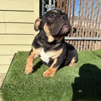 Uzi, a male English Bulldog for sale in Seattle, WA – Photo 3 of 10