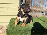 Uzi, a male English Bulldog for sale in Las Vegas, NV – Photo 3 of 10