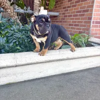 Uzi, a male English Bulldog for sale in Seattle, WA – Photo 7 of 10