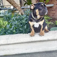 Uzi, a male English Bulldog for sale in Seattle, WA – Photo 6 of 10