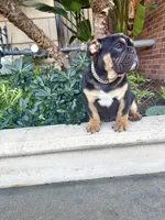 Uzi, a male English Bulldog for sale in Las Vegas, NV – Photo 6 of 10