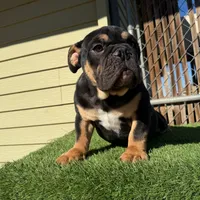 Uzi, a male English Bulldog for sale in Seattle, WA – Photo 1 of 10