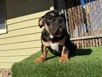 Uzi, a male English Bulldog for sale in Las Vegas, NV – Photo 1 of 10